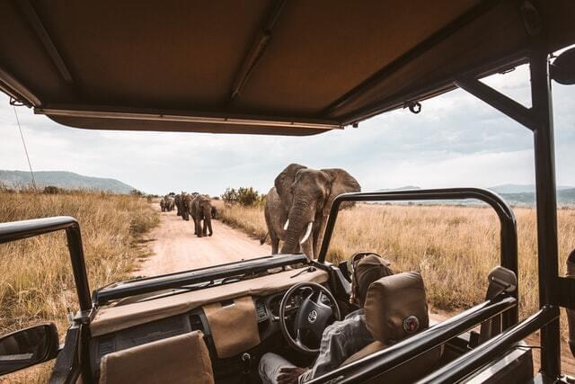 Elephants walking freely on an African safari 